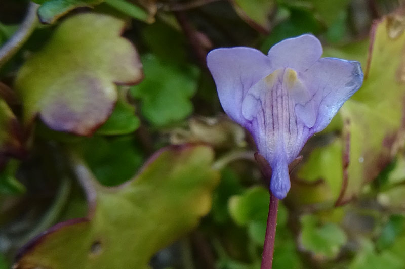 Cymbalaria muralis subsp. muralis - Plantaginaceae (Veronicaceae)